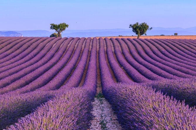 Small Group Marseille Shore Excursion: Lavender Tour - Key Points at a Glance