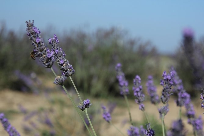 Small Group Marseille Shore Excursion: Lavender Tour - Les Grandes Marges and the Local Producer Visit