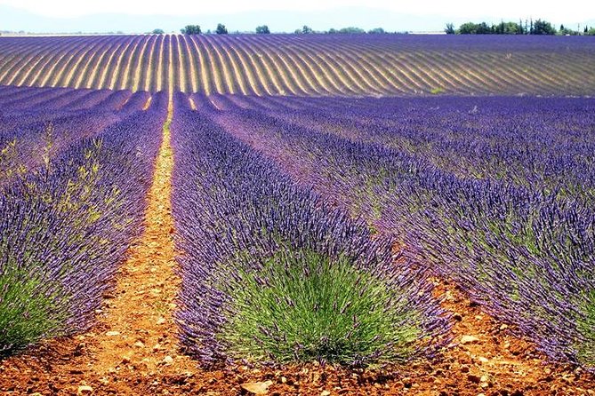 Small Group Marseille Shore Excursion: Lavender Tour - Timing, Weather, and Cruise Safety