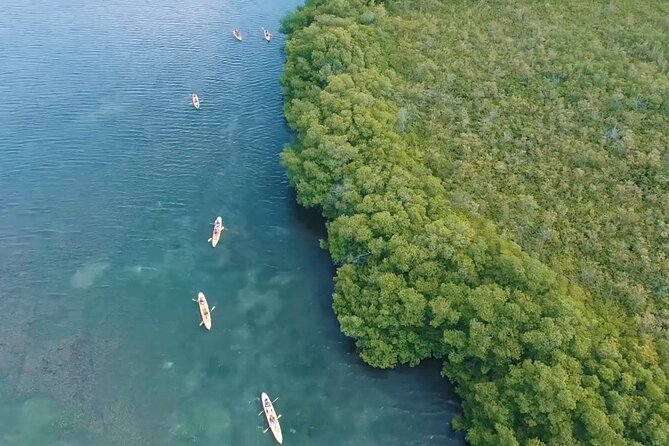 St Thomas Shore Excursion: Mangrove Lagoon Kayak and Snorkel Tour - Guides are the heart of the experience