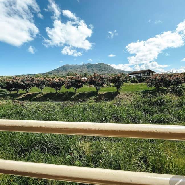 Sugar Train Tour & Drinks|Pick-Up &Drop Off From Cruise Port - Who will enjoy this train tour most?