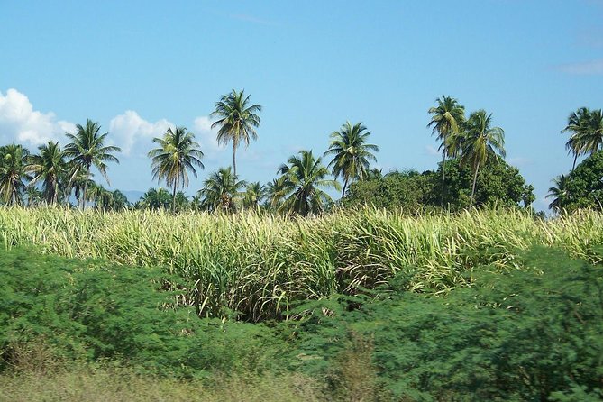 Taino Bay Shore Excursion - 2 person Buggy Tour - The beach stop and the best pause of the day