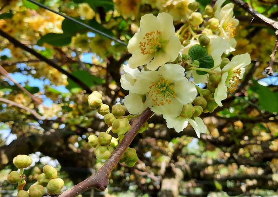 Tauranga: Kiwifruit Destination and Sights Shore Excursion - Tauranga Historic Village and time to explore