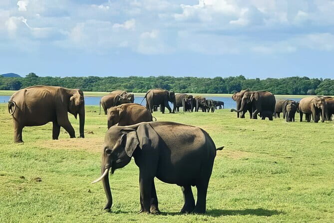 Udawalawe Elephant Safari and Orphanage Tour Shore Excursions - Key points to know before you book