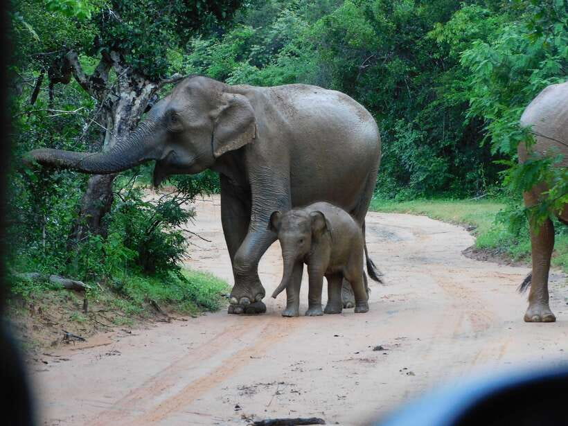Udawalawe Safari Tour from Hambantota Port (Shore Excursion) - Key points to know before booking