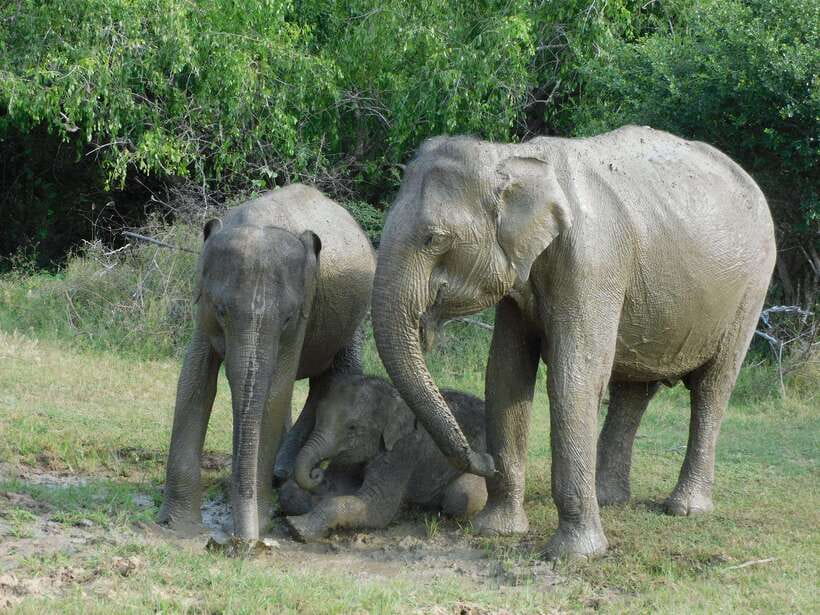 Udawalawe Safari Tour from Hambantota Port (Shore Excursion) - Is $67 good value?