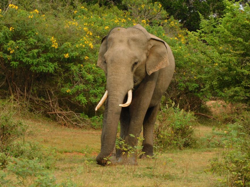 Udawalawe Safari Tour from Hambantota Port (Shore Excursion) - Inside Udawalawe National Park