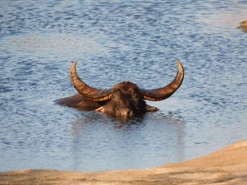Udawalawe Safari Tour from Hambantota Port (Shore Excursion) - The Elephant Transit Home visit