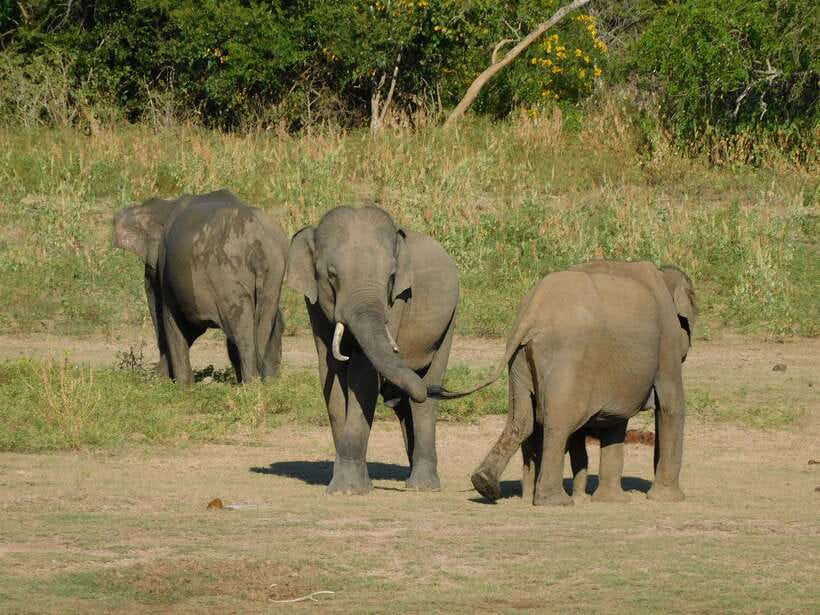 Udawalawe Safari Tour from Hambantota Port (Shore Excursion) - Food, drinks, and comfort during the outing