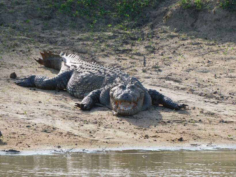 Udawalawe Safari Tour from Hambantota Port (Shore Excursion) - Timing and the cruise-ship return