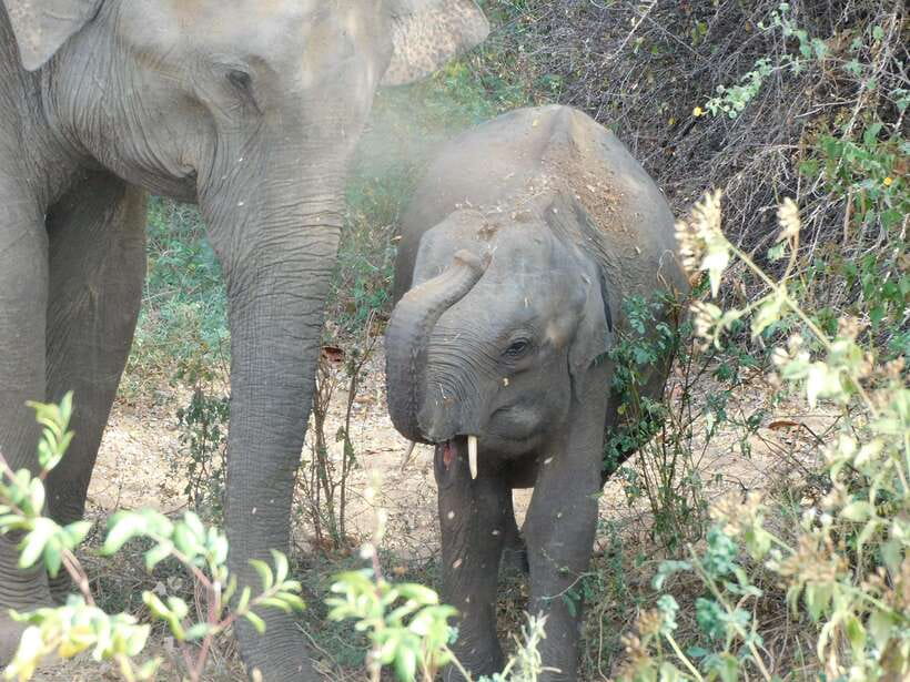 Udawalawe Safari Tour from Hambantota Port (Shore Excursion) - Guide quality and the value of expert eyes