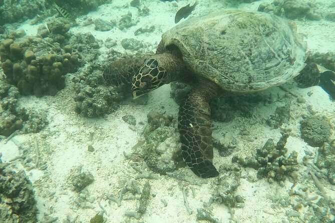 Ultimate Upolu Highlights Tour – Apia Cruise Ship Shore Excursion - Timing, fitness, and what to bring