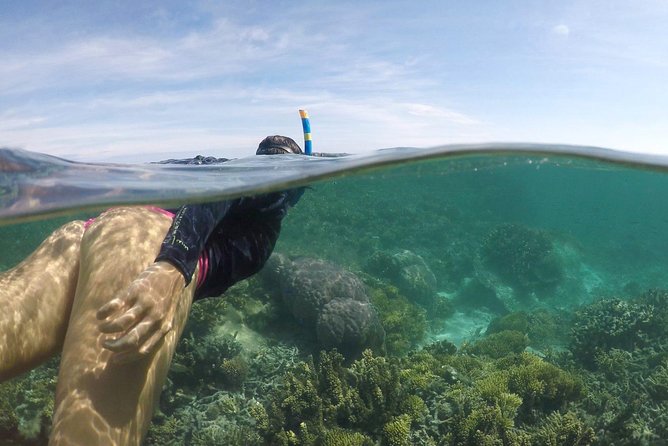 Water Taxi Signal Island Turtle Tour for cruisers - Key points to know before booking