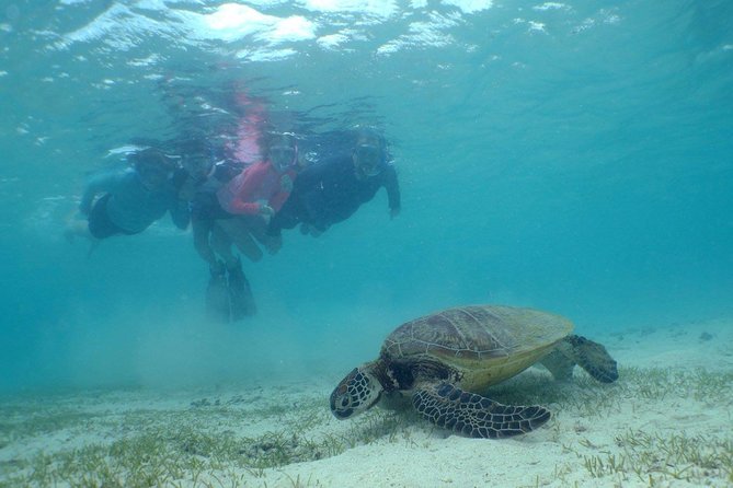 Water Taxi Signal Island Turtle Tour for cruisers - Snorkeling with turtles and reef fish