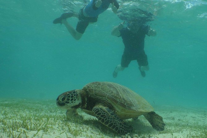 Water Taxi Signal Island Turtle Tour for cruisers - Value at $61.40 per person