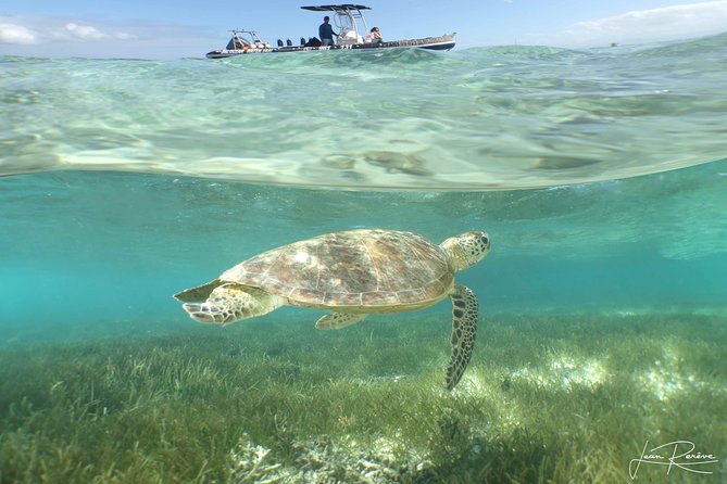 Water Taxi Signal Island Turtle Tour for cruisers - Landing on Signal Island