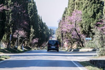 Wine Tour Bolgheri Half day Shore Excursion from Piombino Port