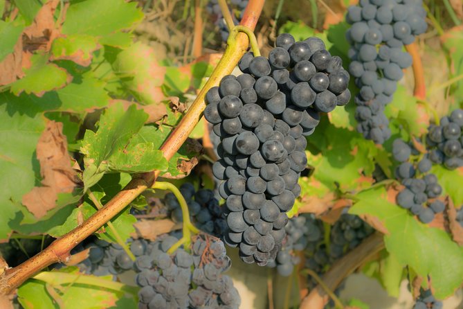 Wine Tour Bolgheri Half day Shore Excursion from Piombino Port - The Driver Experience And Personal Service