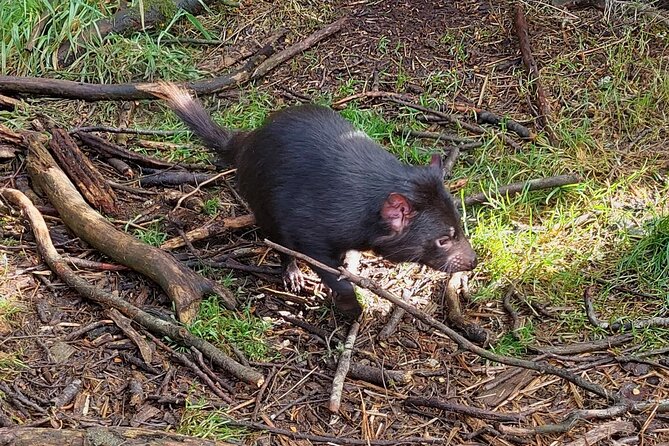 Wings Wildlife Park Shuttle, Burnie Shore Excursion - The 45-minute drive into Tasmania