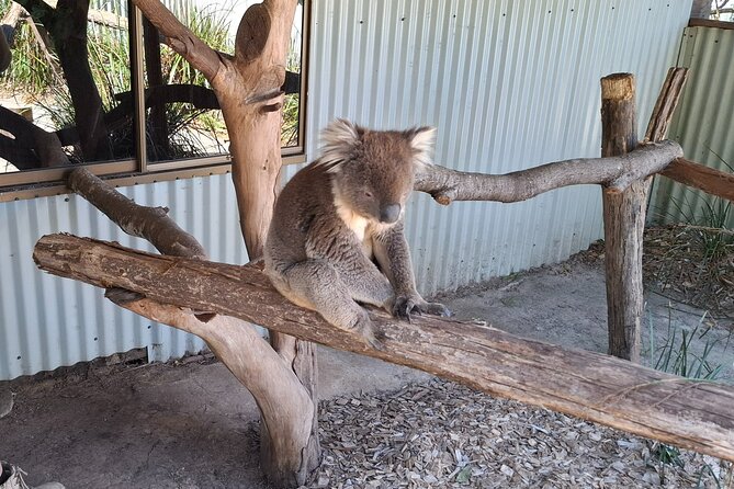 Wings Wildlife Park Shuttle, Burnie Shore Excursion - Meeting at 13 Wilmot Street in Burnie