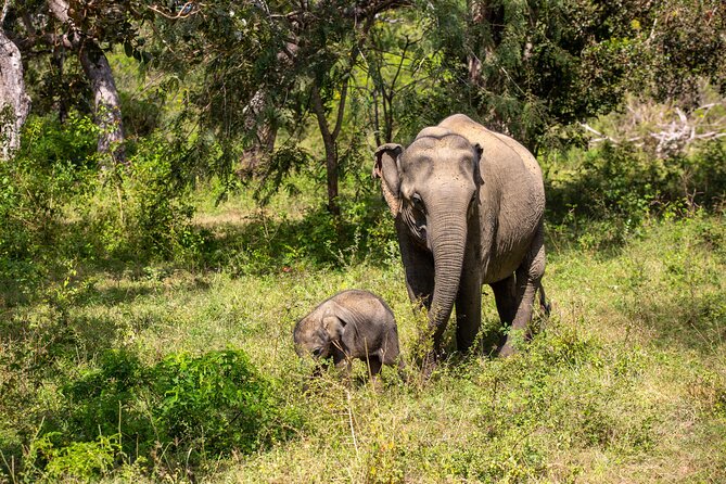 Yala Full Day Safari from Hambantota Port Shore Excursion - Yala National Park and Its Many Habitats