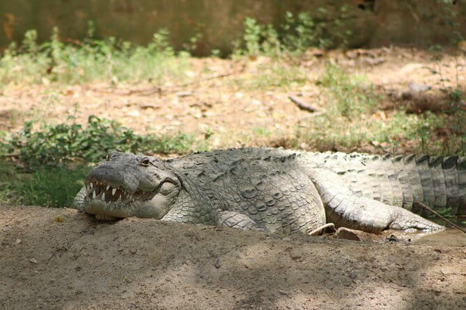 Yala National Park Safari from Hambantota port (Shore Excursion) - What the Five-Hour Yala Visit Feels Like