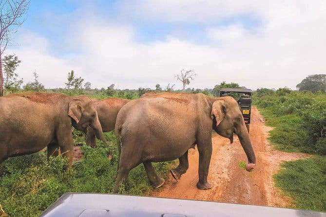Yala National Park Safari from Hambantota port (Shore Excursion) - Wildlife: What You May See in Yala