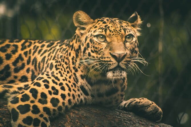 Yala National Park Safari from Hambantota port (Shore Excursion) - Is the $45 Price Good Value?