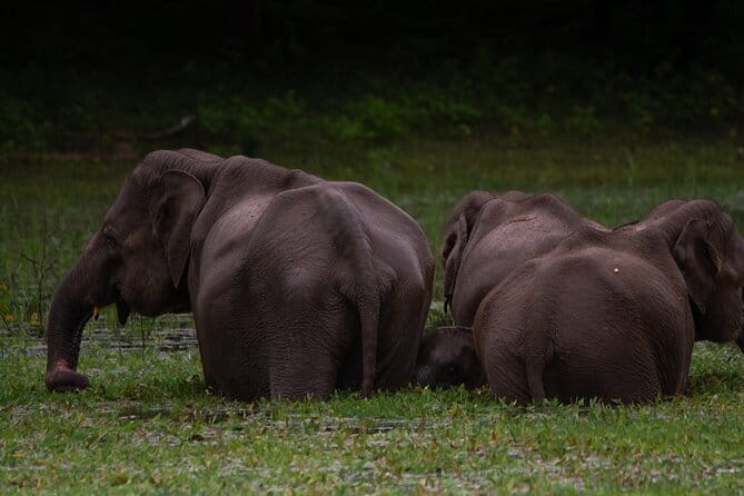 Yala National Park Safari from Hambantota port (Shore Excursion) - Timing, Comfort, and Cruise-Day Practicalities