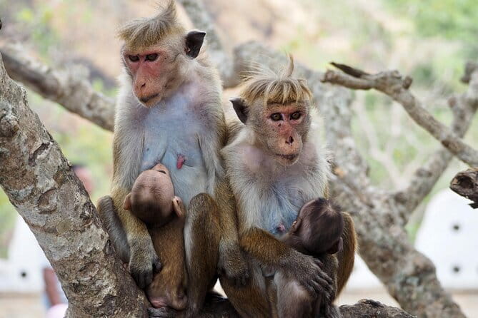 Yala National Park Safari from Hambantota port (Shore Excursion) - The Main Risks and How to Avoid Them