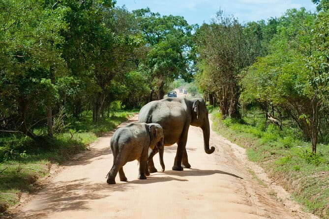 Yala National Park Safari |From Hambantota Port (Shore Excursion) - Why the driver matters so much