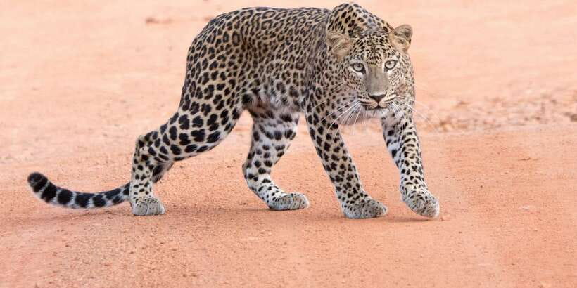Yala Safari Tour from Hambantota Port area (Shore Excursion) - Key points to know before booking