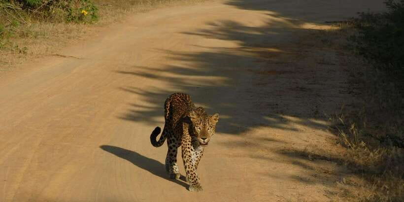 Yala Safari Tour from Hambantota Port area (Shore Excursion) - What you might see in Yala