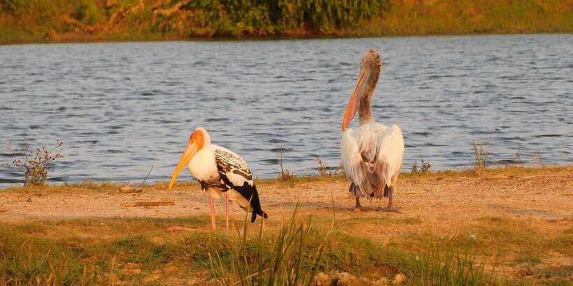 Yala Safari Tour from Hambantota Port area (Shore Excursion) - Why the guide and driver shape the day