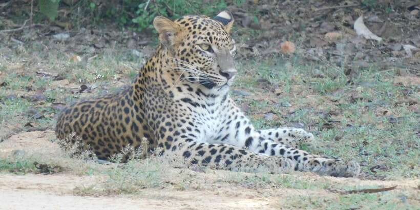 Yala Safari Tour from Hambantota Port area (Shore Excursion) - Jeep comfort, seating, and mobility concerns