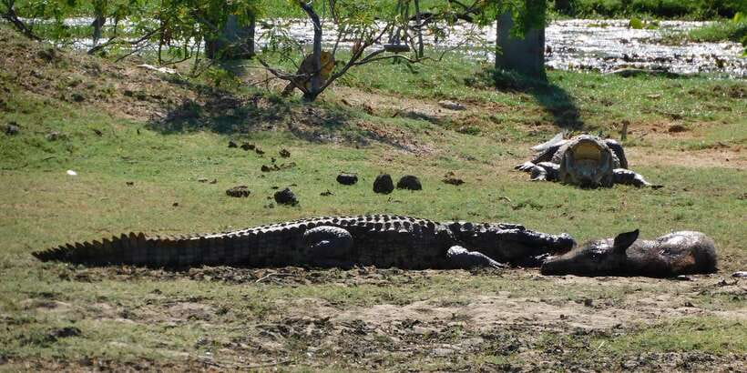 Yala Safari Tour from Hambantota Port area (Shore Excursion) - Who will enjoy this safari most?