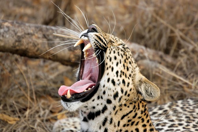Yala Safari Tour from Hambantota Port (Shore Excursion) - Key points before you book